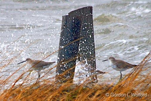 Willets Getting Splashed_31180.jpg - Willets (Tringa semipalmata) photographed along the Gulf coast near Port Lavaca, Texas, USA.